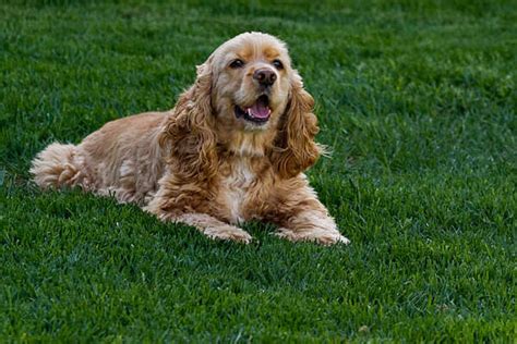 are cocker spaniels hypoallergenic